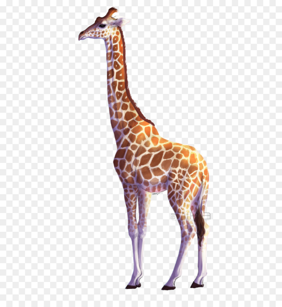 Giraffe - Giraffe PNG png download - 730*1095 - Free Transparent Northern Giraffe png Download.