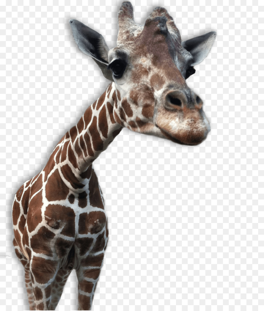 Giraffe Clip art - giraffe png download - 1980*2328 - Free Transparent Giraffe png Download.
