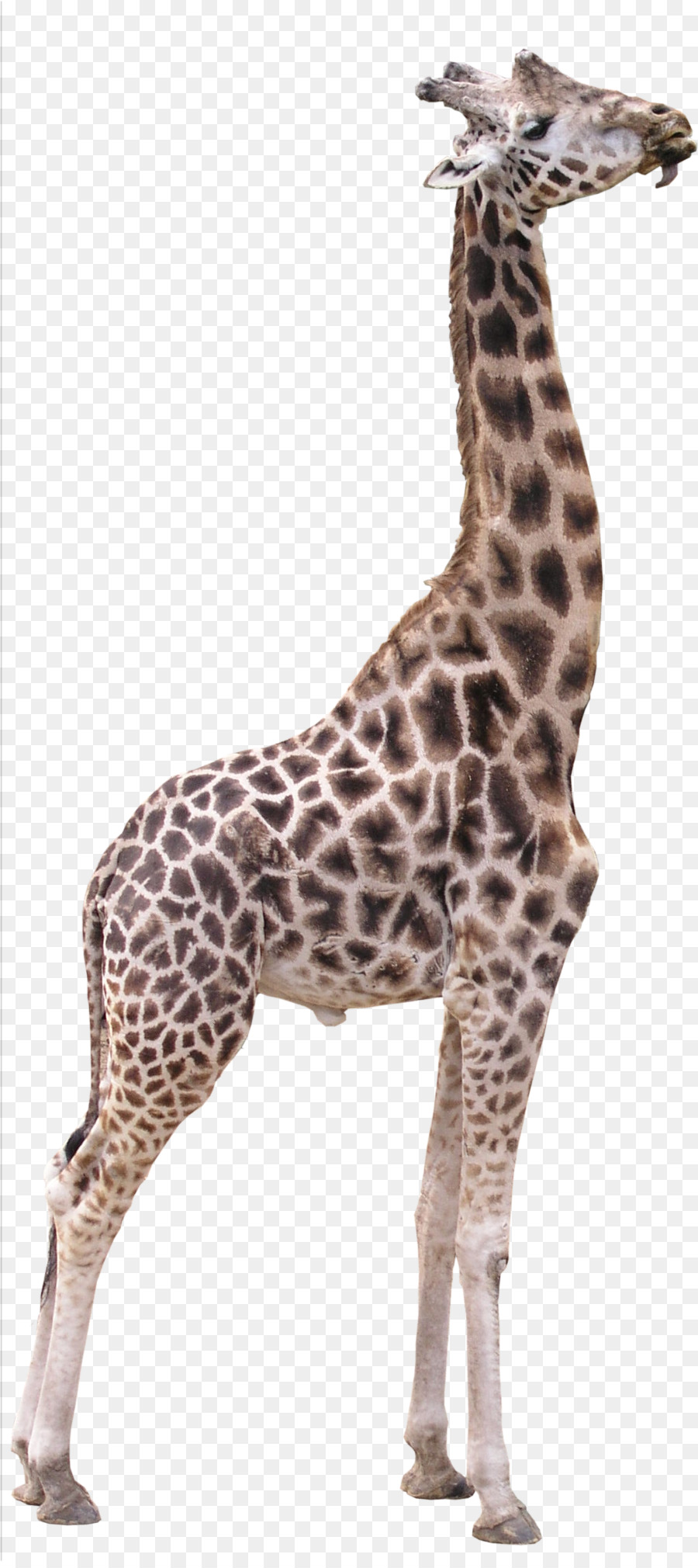 Northern giraffe 3D computer graphics Texture mapping - giraffe png download - 987*2207 - Free Transparent Northern Giraffe png Download.