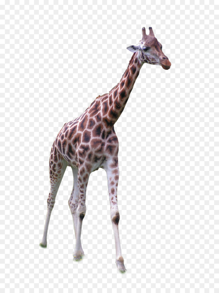 Africa Northern giraffe Grassland - Giraffe standing front png download - 1536*2048 - Free Transparent Africa png Download.