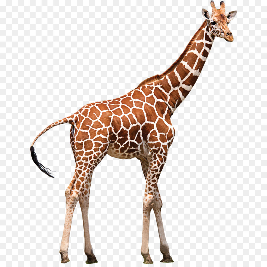 Northern giraffe Neck Zoo Animal - giraffe png download - 700*893 - Free Transparent Giraffe png Download.