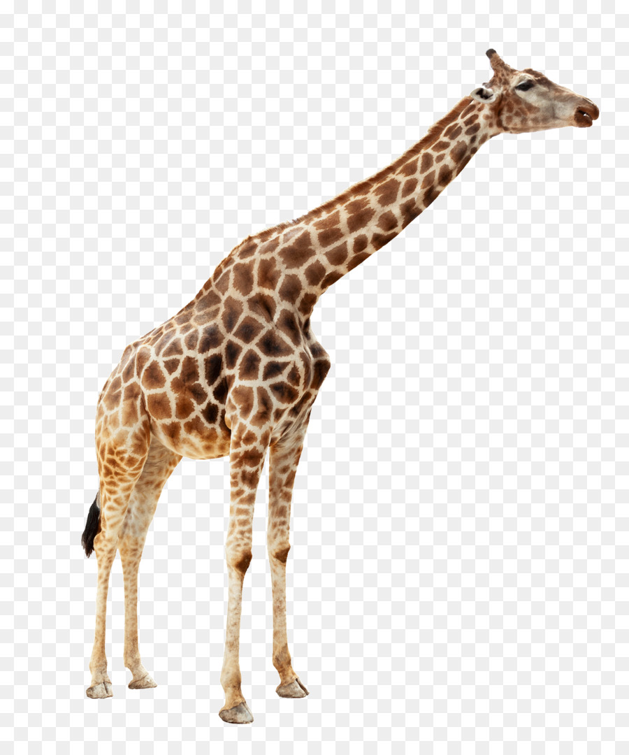 Giraffe Duck Mallard Stock photography Zoo - Animal giraffe png download - 1355*1625 - Free Transparent Giraffe png Download.