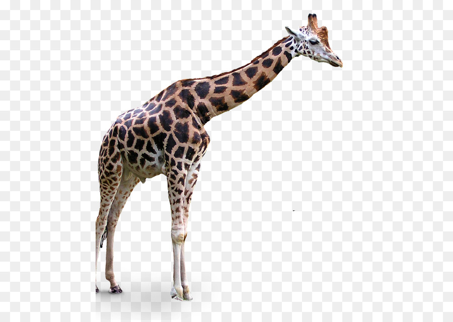 Portable Network Graphics Clip art Transparency Northern giraffe Image - giraffe cartoon png download - 520*636 - Free Transparent Northern Giraffe png Download.