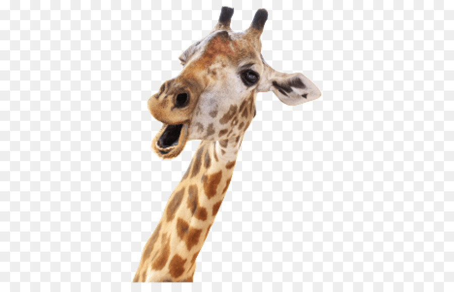Giraffe Stock photography Royalty-free stock.xchng Image - giraffe png download - 850*570 - Free Transparent Giraffe png Download.