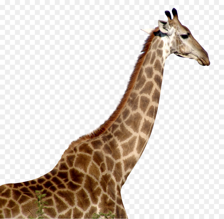 Giraffe png download - 1572*1536 - Free Transparent Giraffe png Download.