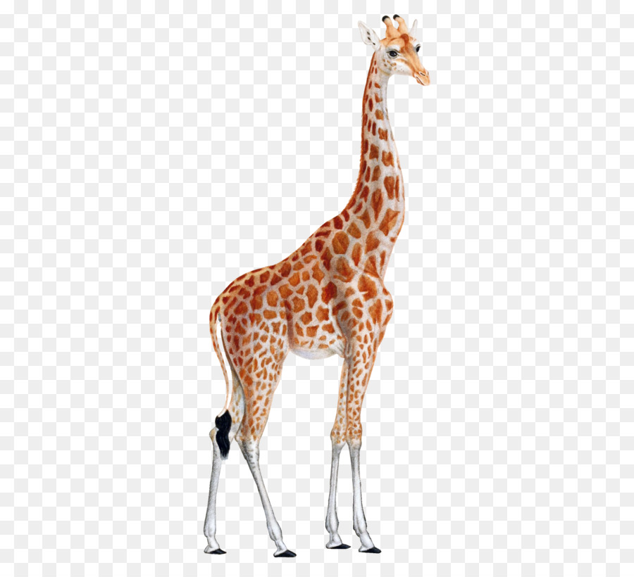 Leopard Animal print Printing West African giraffe Illustration - Giraffe PNG png download - 2400*3000 - Free Transparent Histoire Naturelle png Download.