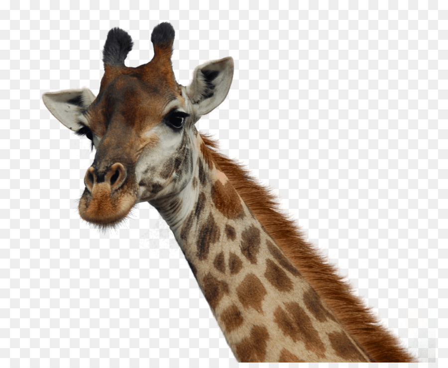 Portable Network Graphics Transparency Image Clip art Northern giraffe - Giraff png download - 850*729 - Free Transparent Northern Giraffe png Download.