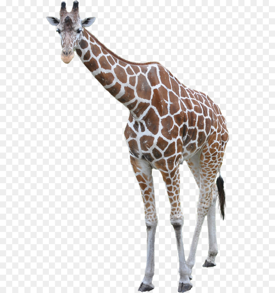 Portable Network Graphics Transparency Clip art Image Vector graphics - african animals png giraffe png download - 600*960 - Free Transparent Lion png Download.