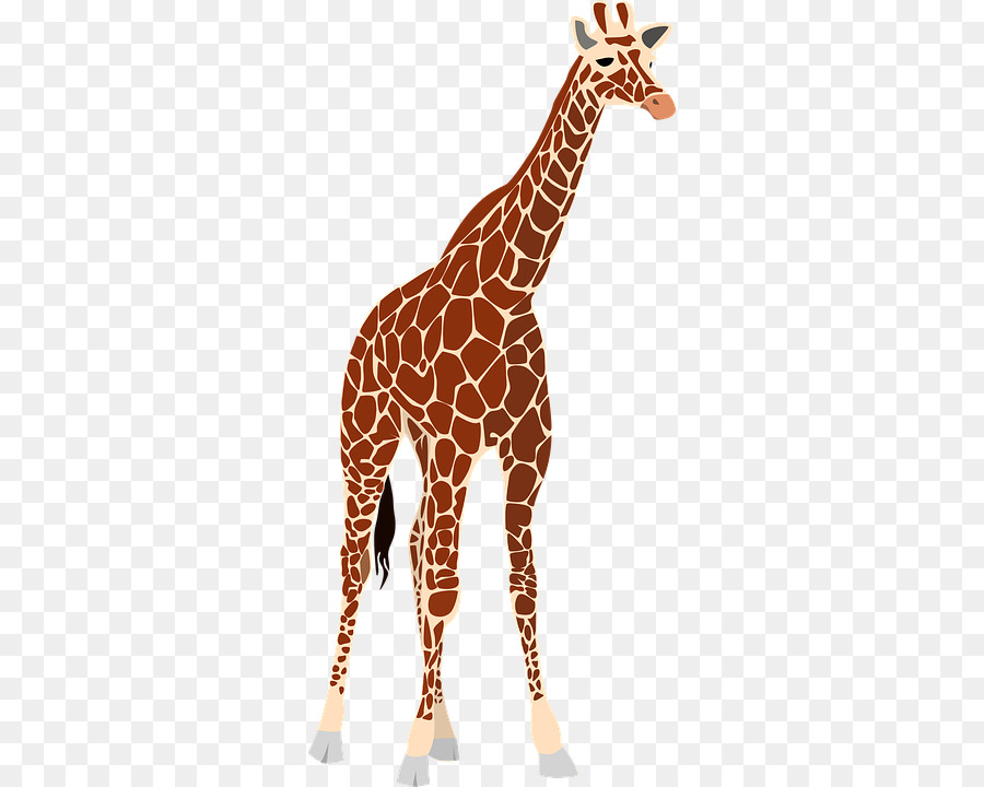 Giraffe Clip art - giraffe png download - 360*720 - Free Transparent Giraffe png Download.