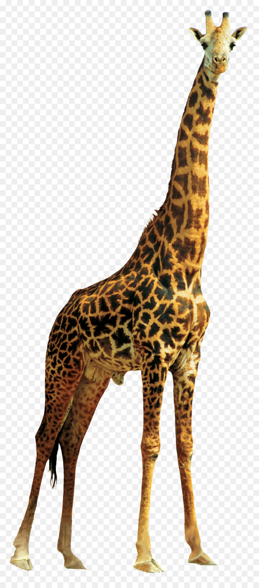 Northern giraffe Transparency and translucency Animal - giraffe png download - 1321*2970 - Free Transparent Northern Giraffe png Download.