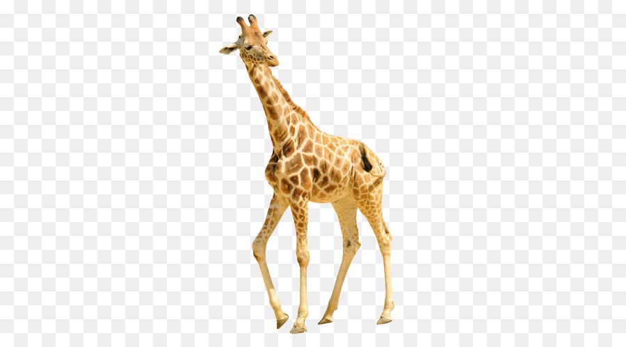 Reticulated giraffe Shutterstock Stock photography - giraffe png download - 500*500 - Free Transparent Reticulated Giraffe png Download.