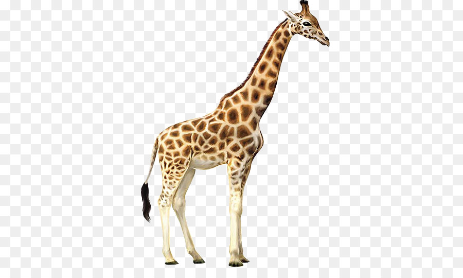 Reticulated giraffe Northern giraffe - Giraffe PNG png download - 600*525 - Free Transparent Reticulated Giraffe png Download.
