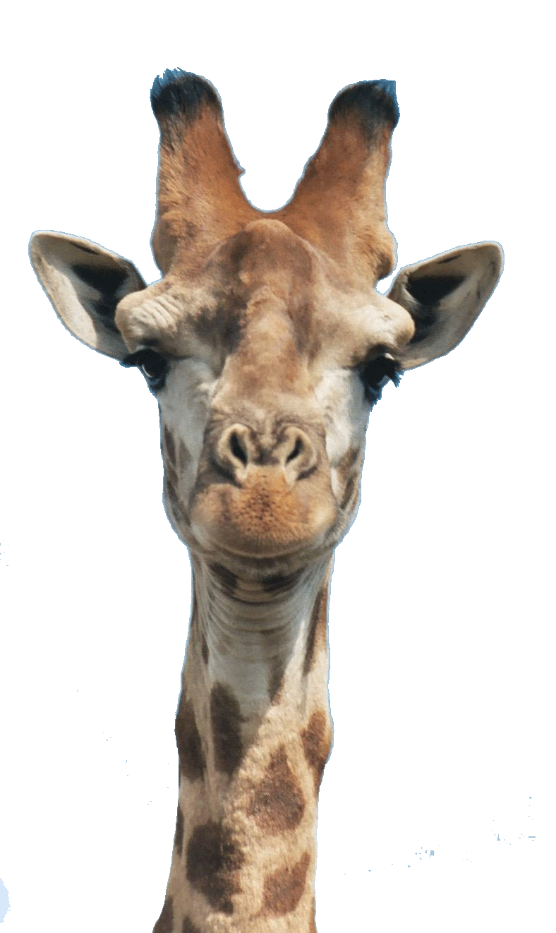 Giraffe Manor Drawing Neck Head - giraffe png download - 788*1322