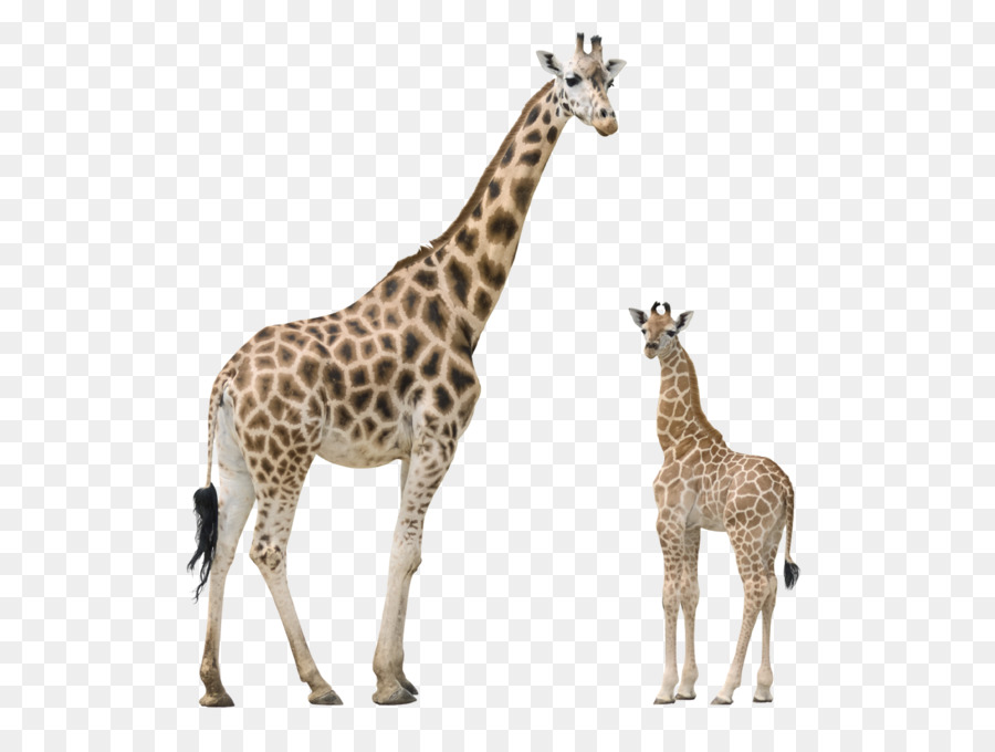 Giraffe Pixabay Illustration - Giraffe PNG png download - 1006*1024 - Free Transparent Giraffe png Download.
