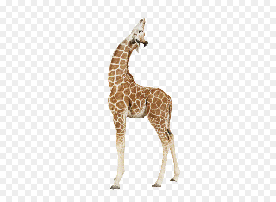 Baby Giraffes Taronga Zoo Sydney Infant Animal - giraffe png download - 500*645 - Free Transparent Giraffe png Download.