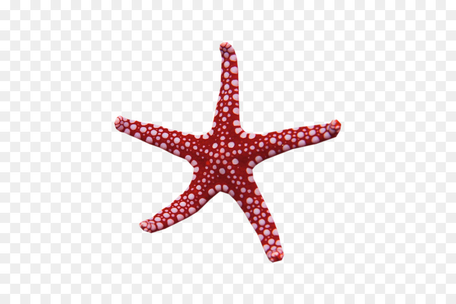 Starfish My Name is Rapunzel Adobe Photoshop Waking Storms Portable Network Graphics - sunshine glitter png sea star png download - 600*600 - Free Transparent Starfish png Download.