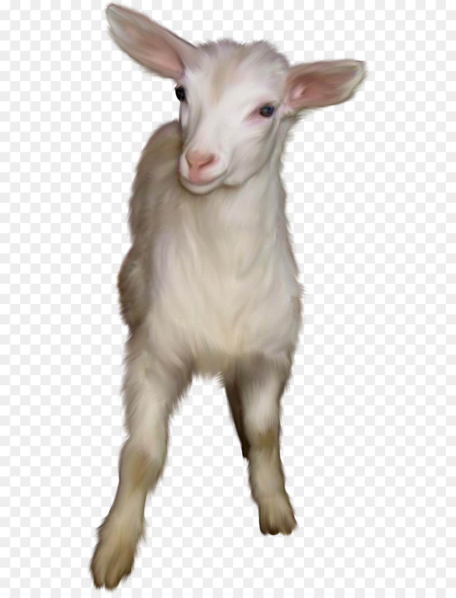 Feral goat Snout - goat png download - 566*1173 - Free Transparent Goat png Download.