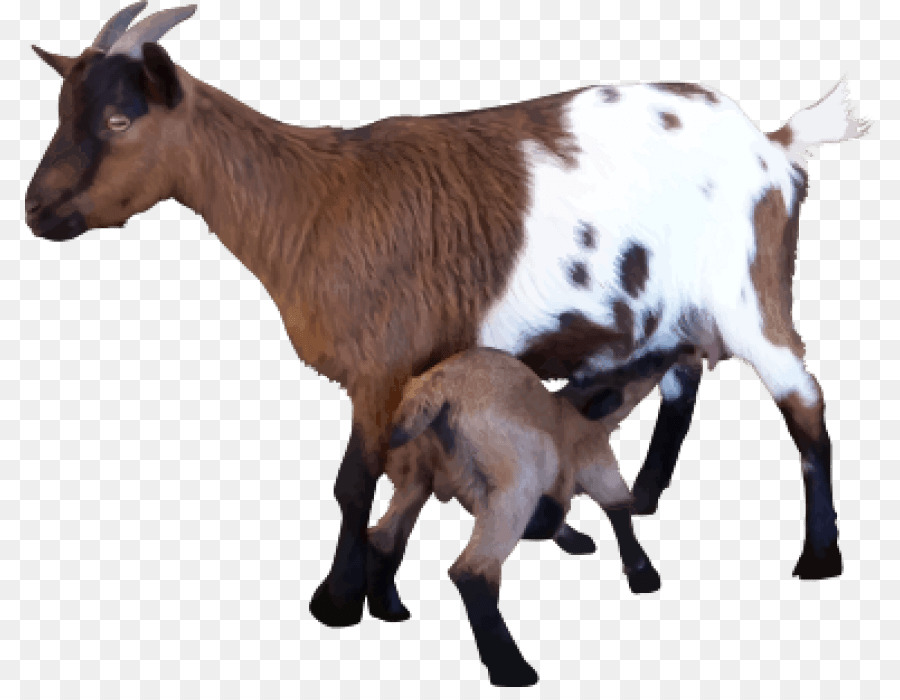 Goat Portable Network Graphics Sheep Image Clip art - goat png download - 850*687 - Free Transparent Goat png Download.