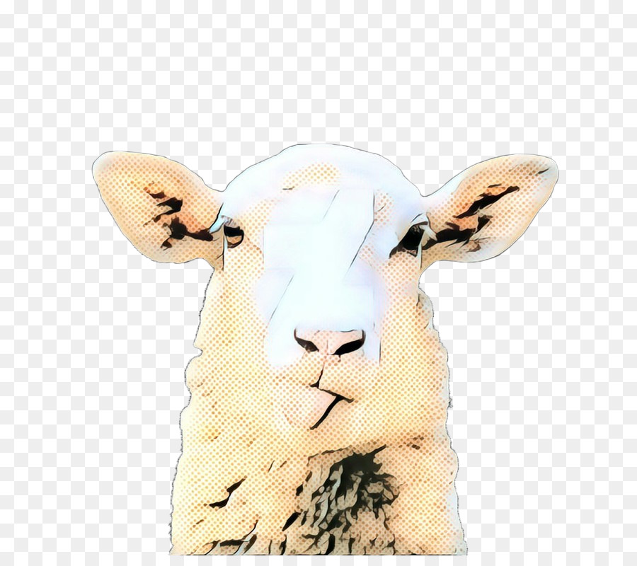 Sheep Cattle Goat Snout -  png download - 900*785 - Free Transparent Sheep png Download.