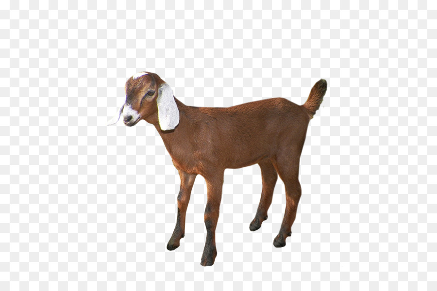 Goat Cattle Agriculture Livestock Price - goat png download - 1000*650 - Free Transparent Goat png Download.
