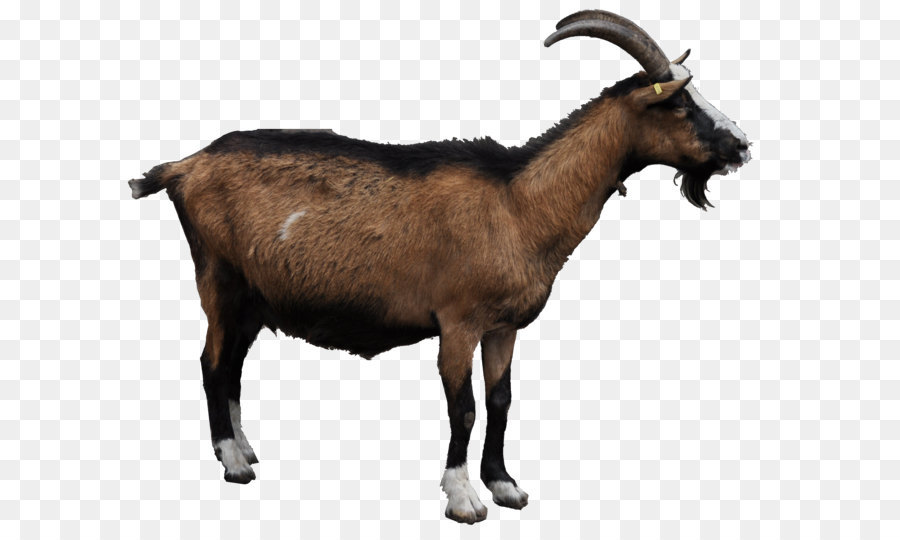Goat Clip art - Goat Png File png download - 2629*2178 - Free Transparent Goat png Download.