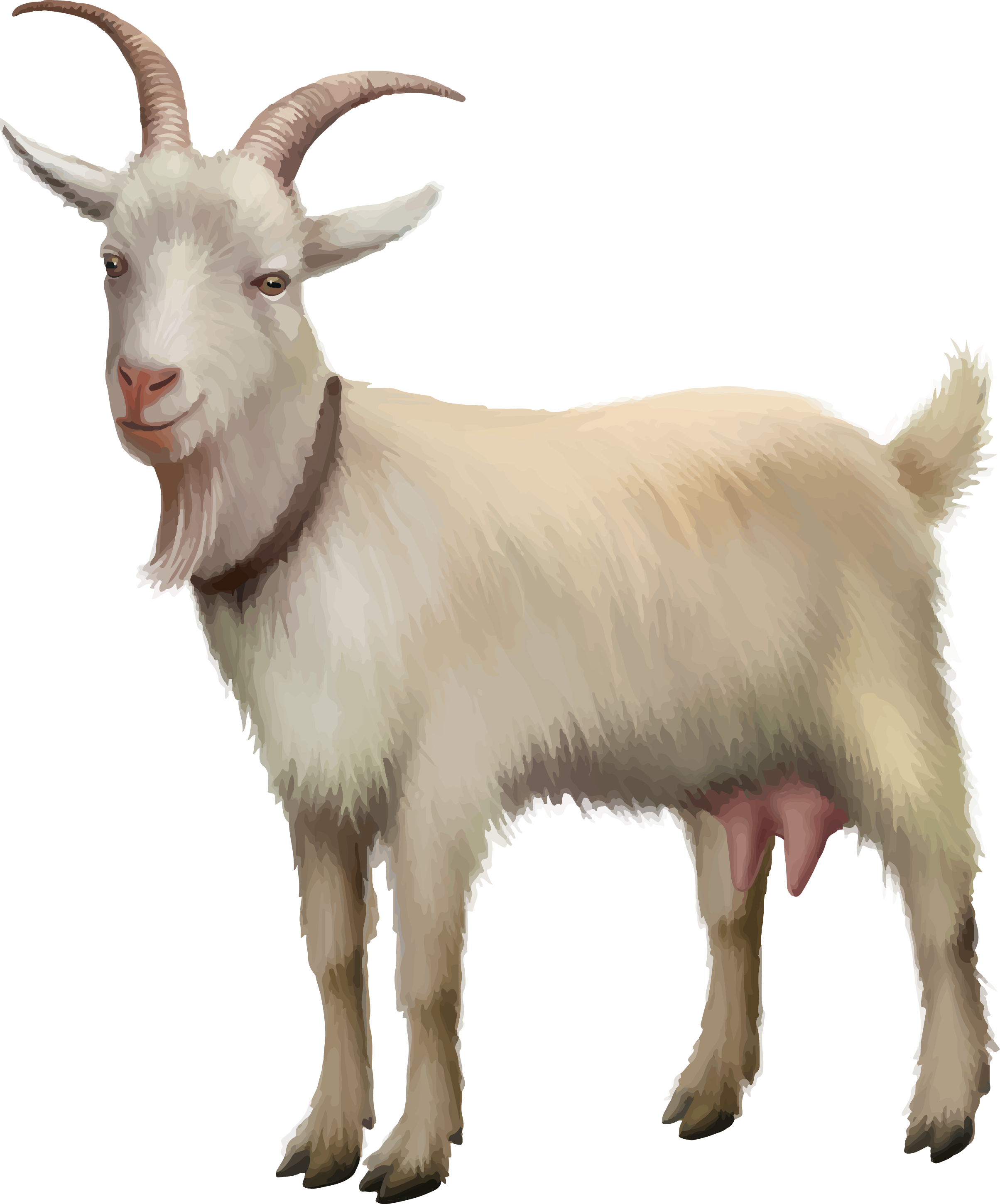 Rove goat Sheep Stock photography Stock illustration - Vector kawaii