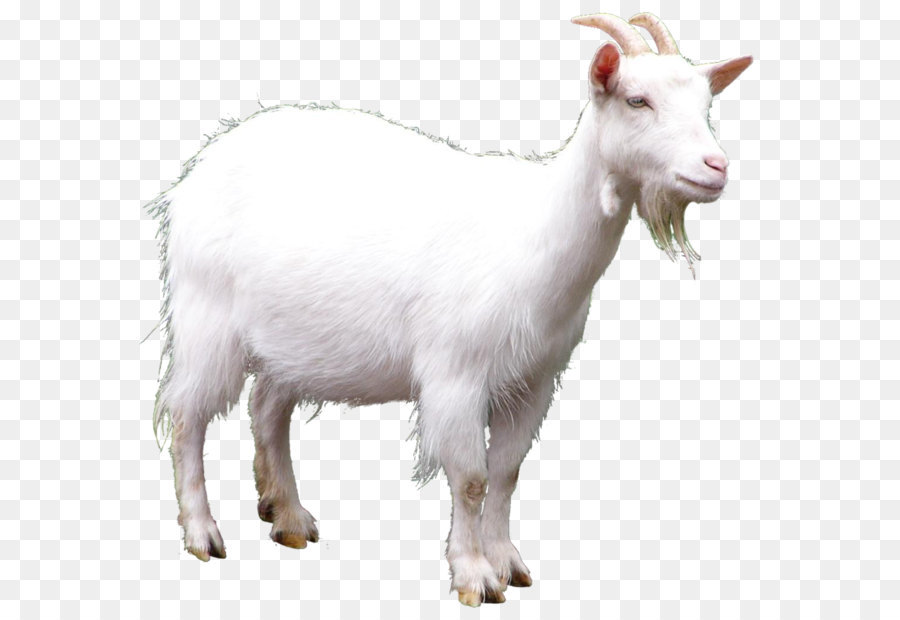 Goat Clip art - Goat Picture png download - 920*869 - Free Transparent Angora Goat png Download.