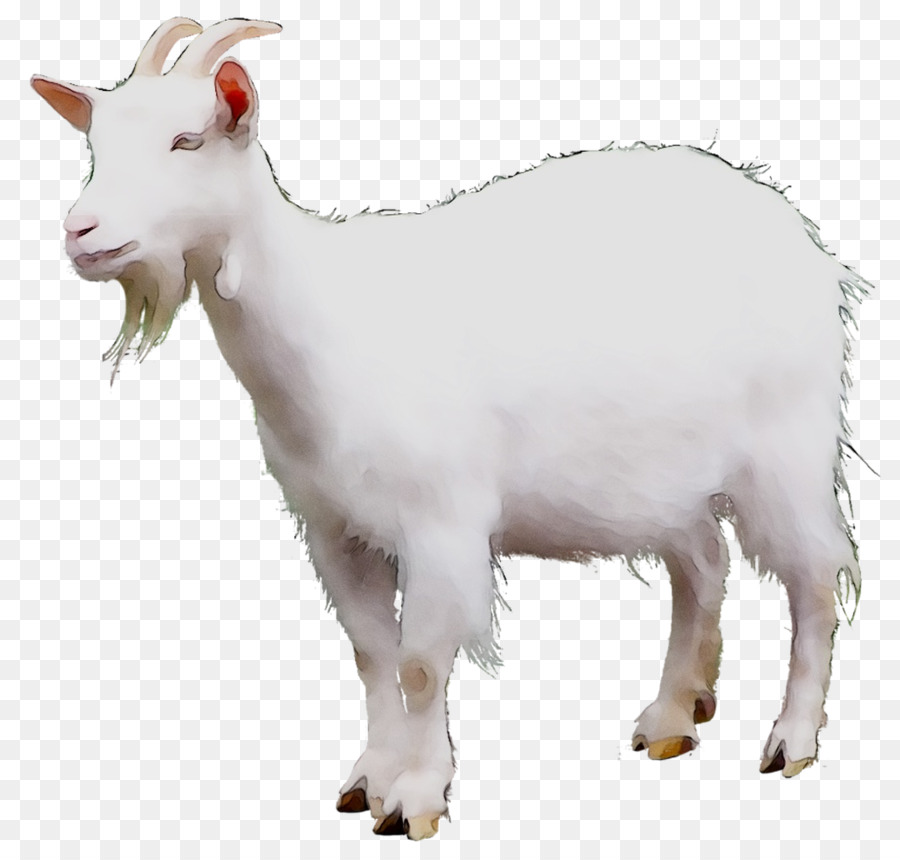 Mountain goat Sheep Cattle Terrestrial animal -  png download - 1039*981 - Free Transparent Goat png Download.