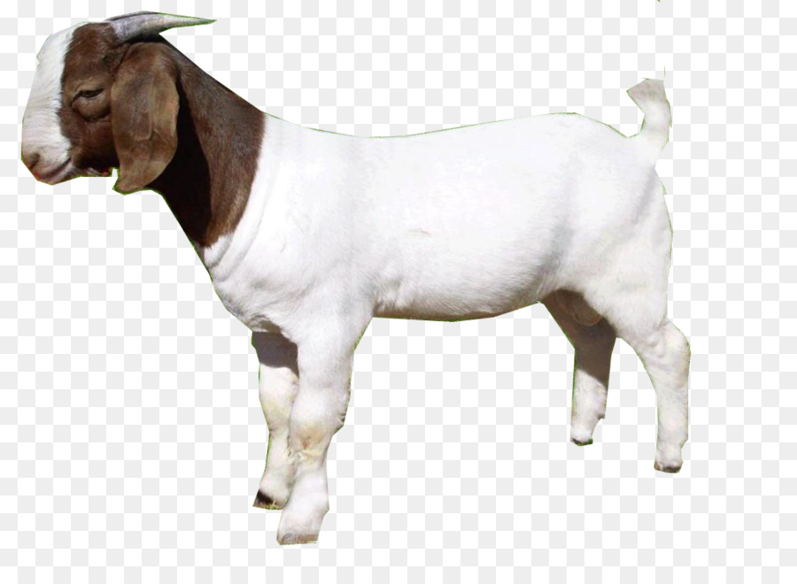 Goat Portable Network Graphics Clip art Image Transparency - goat png download - 1026*731 - Free Transparent Goat png Download.
