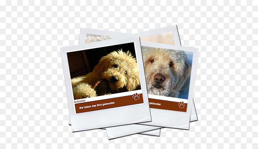 Labradoodle Dog breed Goldendoodle Puppy - puppy png download - 508*504 - Free Transparent Labradoodle png Download.