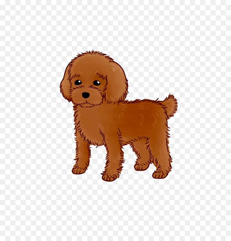 Goldendoodle Puppy Dog breed Water dog Companion dog - puppy png download - 2756*2846 - Free Transparent Goldendoodle png Download.