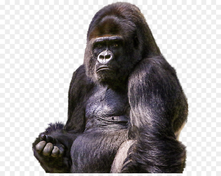 Ape Chimpanzee Primate - Gorilla PNG png download - 660*720 - Free Transparent Gorilla png Download.