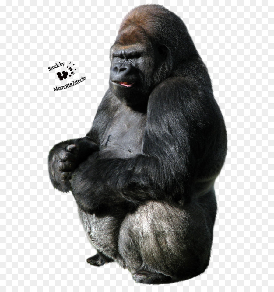 Gorilla Clip art - Gorilla Png png download - 740*1079 - Free Transparent Western Gorilla png Download.