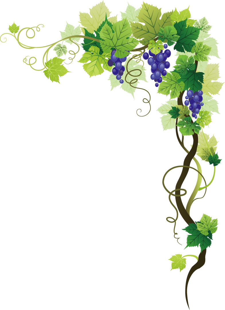 Common Grape Vine Picture frame Clip art - grape png download - 785*