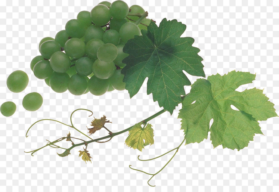 Grapevines Food Fruit - Grapes png download - 1200*804 - Free Transparent Grape png Download.
