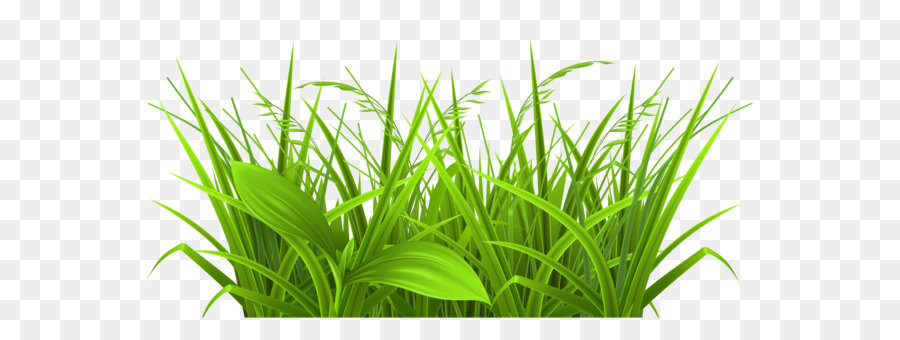 Clip art - Decorative Grass Clipart PNG Picture png download - 3758*1907 - Free Transparent Lawn png Download.