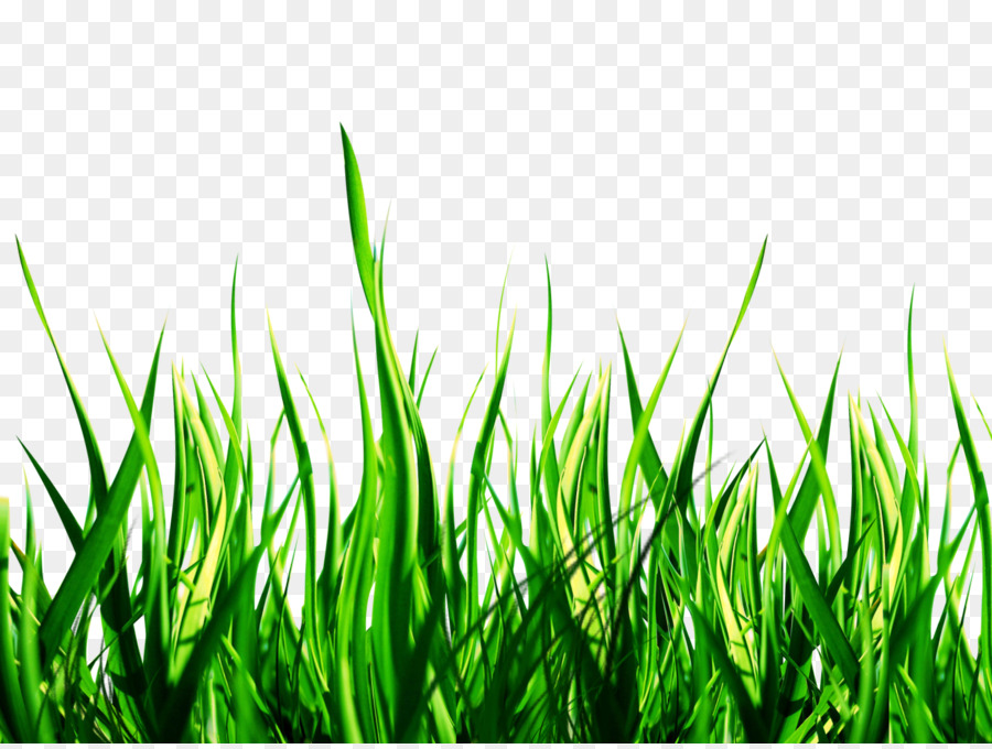 Lawn PicsArt Photo Studio Garden Sticker Yard - grass png download - 1600*1200 - Free Transparent Lawn png Download.