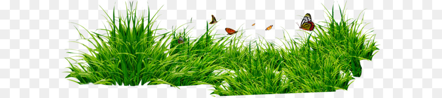 Grasses Clip art - grass png image, green grass PNG picture png download - 3416*1038 - Free Transparent RAR png Download.