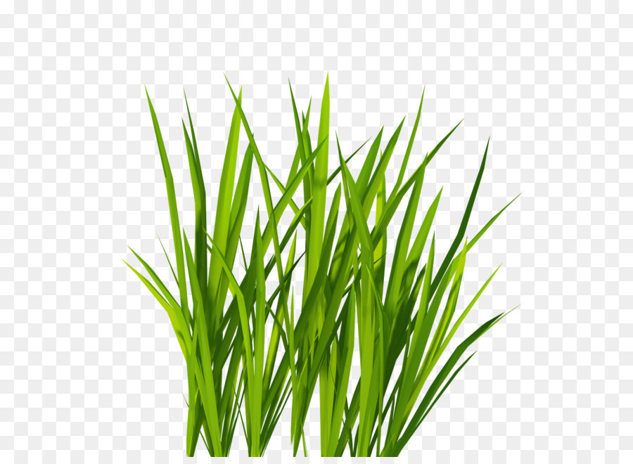 Lawn Icon - Grass Png Image Green Grass Png Picture png download - 1024*1024 - Free Transparent Computer Icons png Download.
