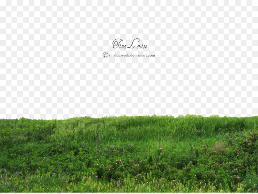Rendering Architecture - Grass PNG Transparent Image png download - 1024*768 - Free Transparent Rendering png Download.