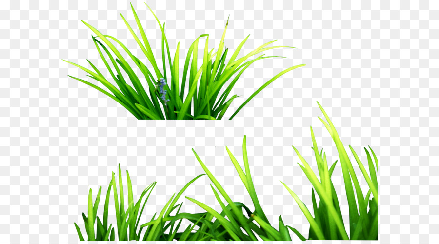 Grasses Clip art - grass png image, green grass PNG picture png download - 2564*1943 - Free Transparent PicsArt Photo Studio png Download.