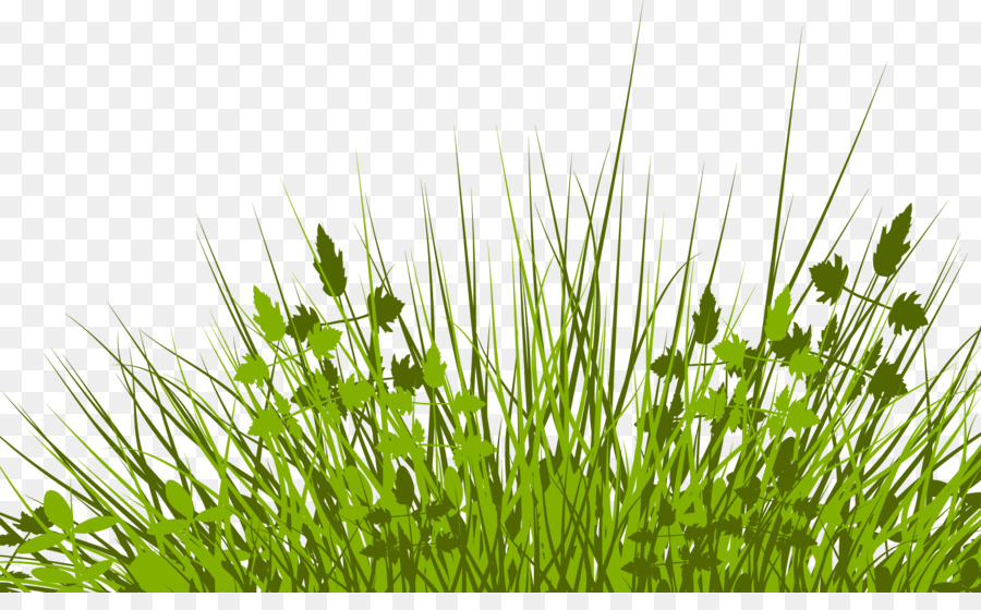 Silhouette Royalty-free Clip art - grass png download - 2500*1510 - Free Transparent Silhouette png Download.