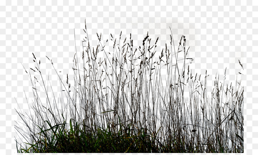 Ornamental grass Lawn Clip art - Gallery Tall Grass Png png download - 800*533 - Free Transparent Ornamental Grass png Download.