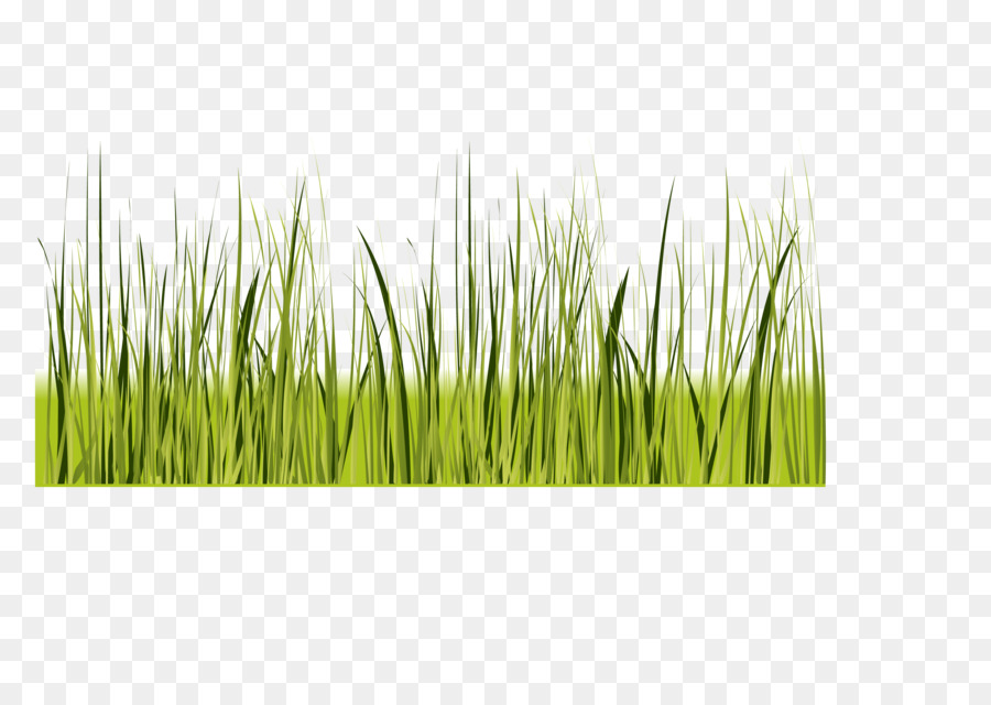 Green - Vector Green Grass Decoration Border Shading png download - 3328*2330 - Free Transparent Green png Download.
