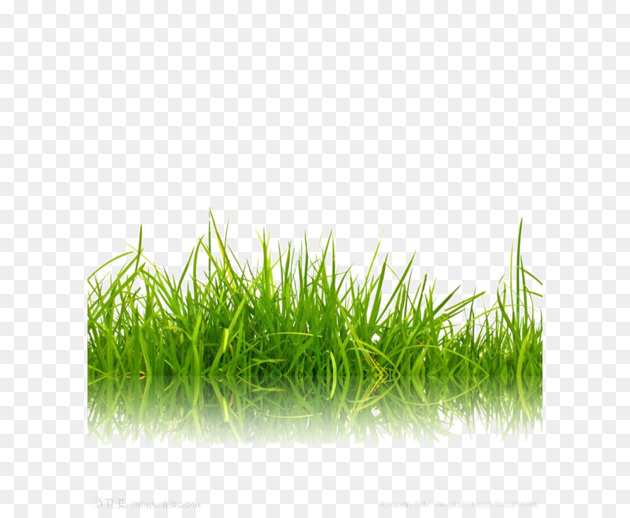 Stock photography Green Shutterstock - Green grass background image png download - 908*1024 - Free Transparent Stock Photography png Download.