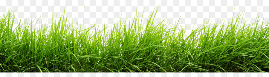 Computer Icons Download Clip art - grass png download - 2500*680 - Free Transparent Computer Icons png Download.