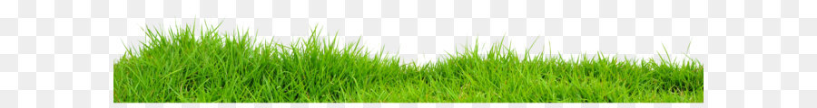 Vetiver Lawn Wheatgrass Meadow Green - Grass Png Images png download - 4101*725 - Free Transparent Vetiver png Download.