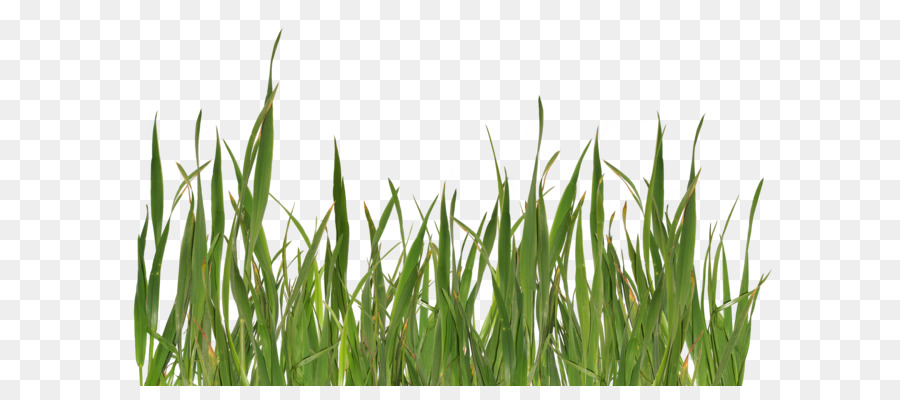 Grasses Clip art - grass png image, green picture png download - 600*600 - Free Transparent Lawn png Download.