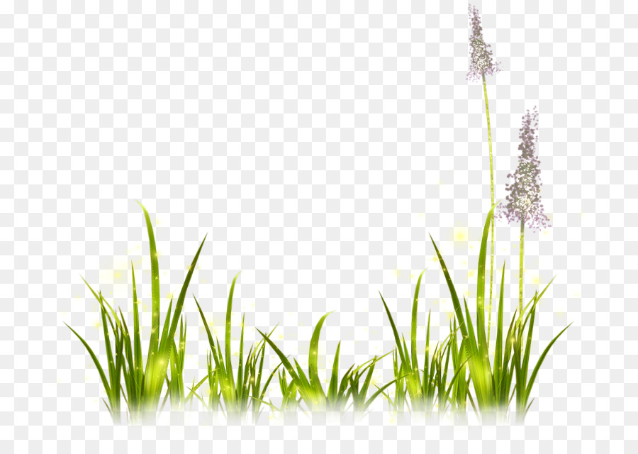 Portable Network Graphics Image Clip art Lavender Painting - summer grass transparent background png download - 800*624 - Free Transparent Lavender png Download.
