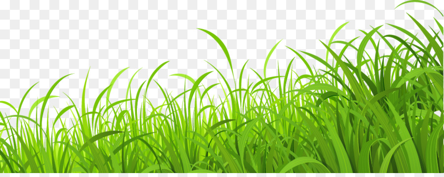 Lawn Download Wallpaper - Fresh meadow grass png download - 937*366 - Free Transparent Lawn png Download.